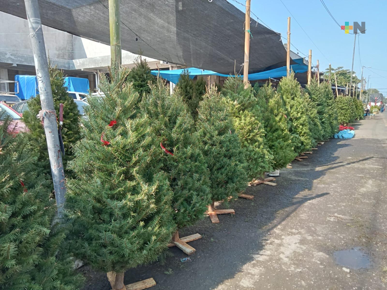 Sin repuntar venta de árboles de Navidad en municipio de Veracruz