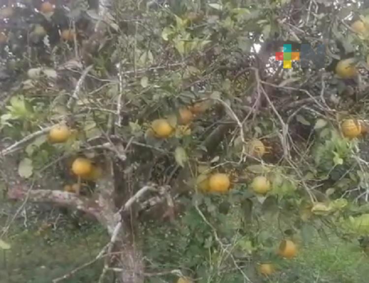 Enfermedad huanglongbing presente en huertas de cítricos de Martínez de la Torre