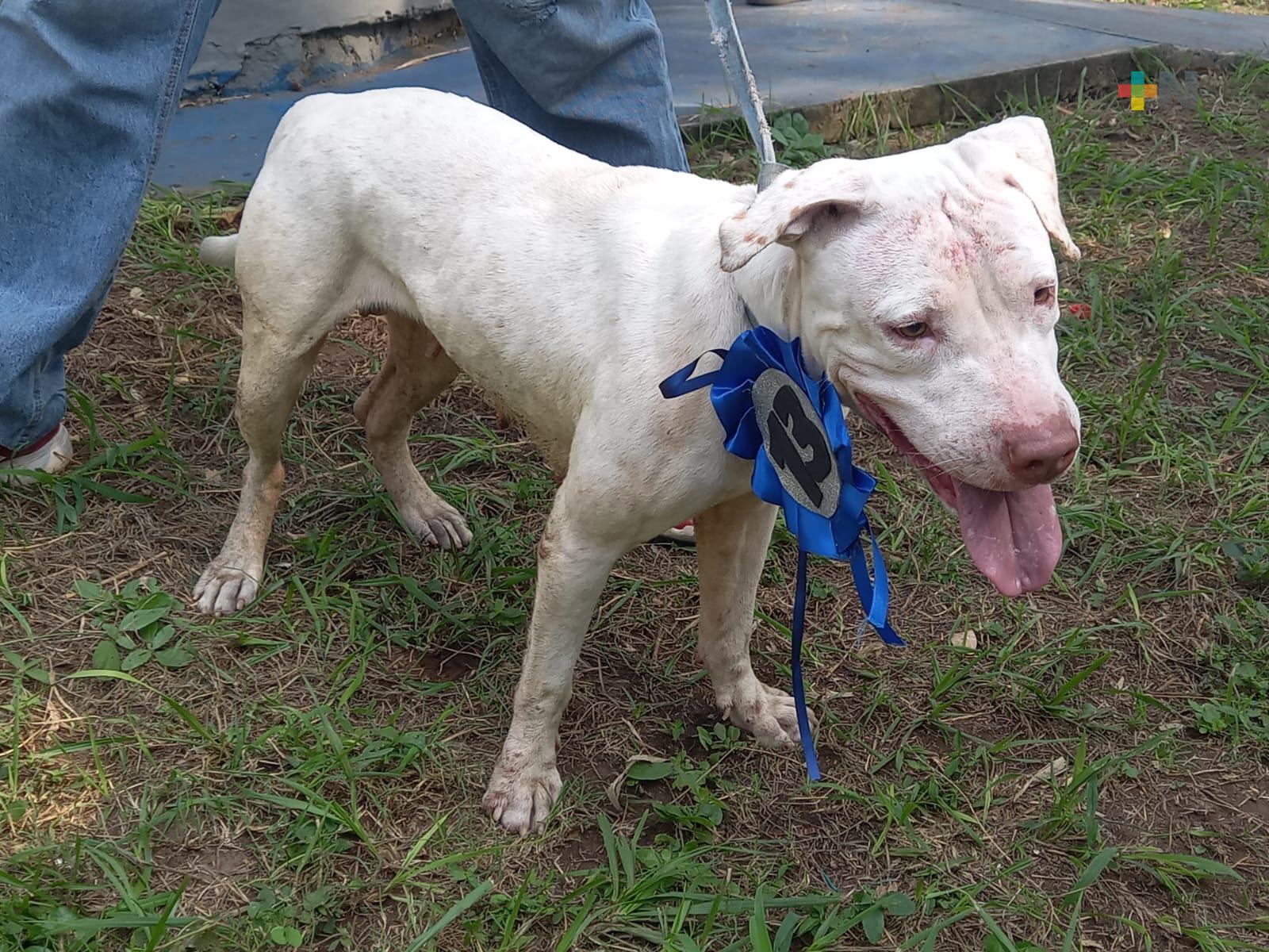 Realizarán «Expo-Adopta Tu Mascota» en Reino Mágico