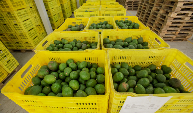 Registra balanza comercial agroalimentaria superávit de cinco mil mdd en periodo enero-octubre