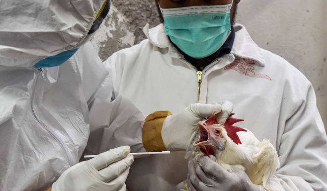 Cierra México 2022 en el top de los cinco países con mejor estatus sanitario en sector pecuario