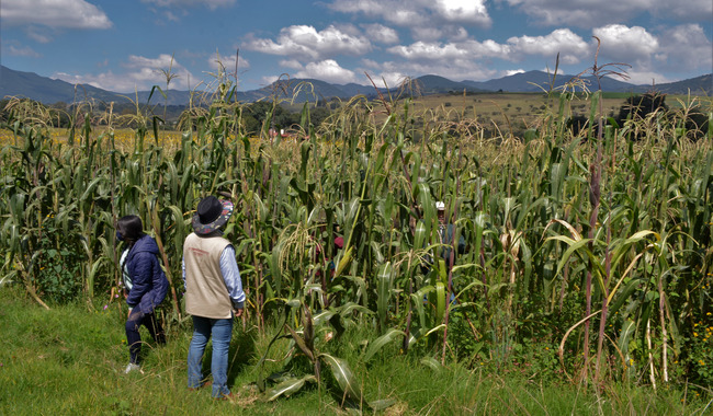Propone diputada nueva Ley para la protección del maíz criollo