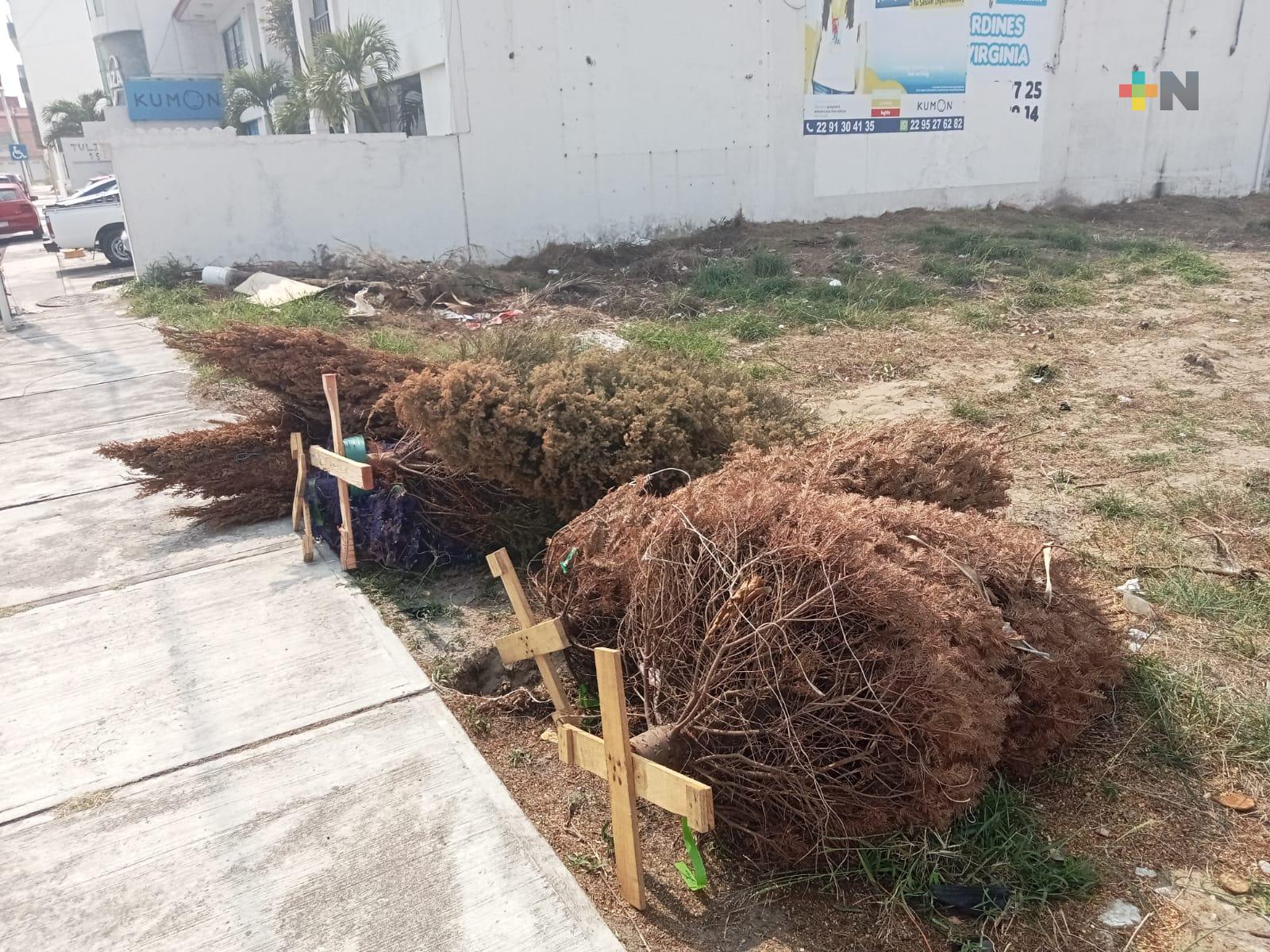 Abandonan árboles navideños en calles de Boca del Río, piden se atienda problemática