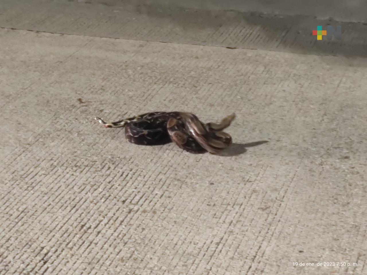 Boa constrictor que cruzaba malecón costero de Coatza fue rescatada