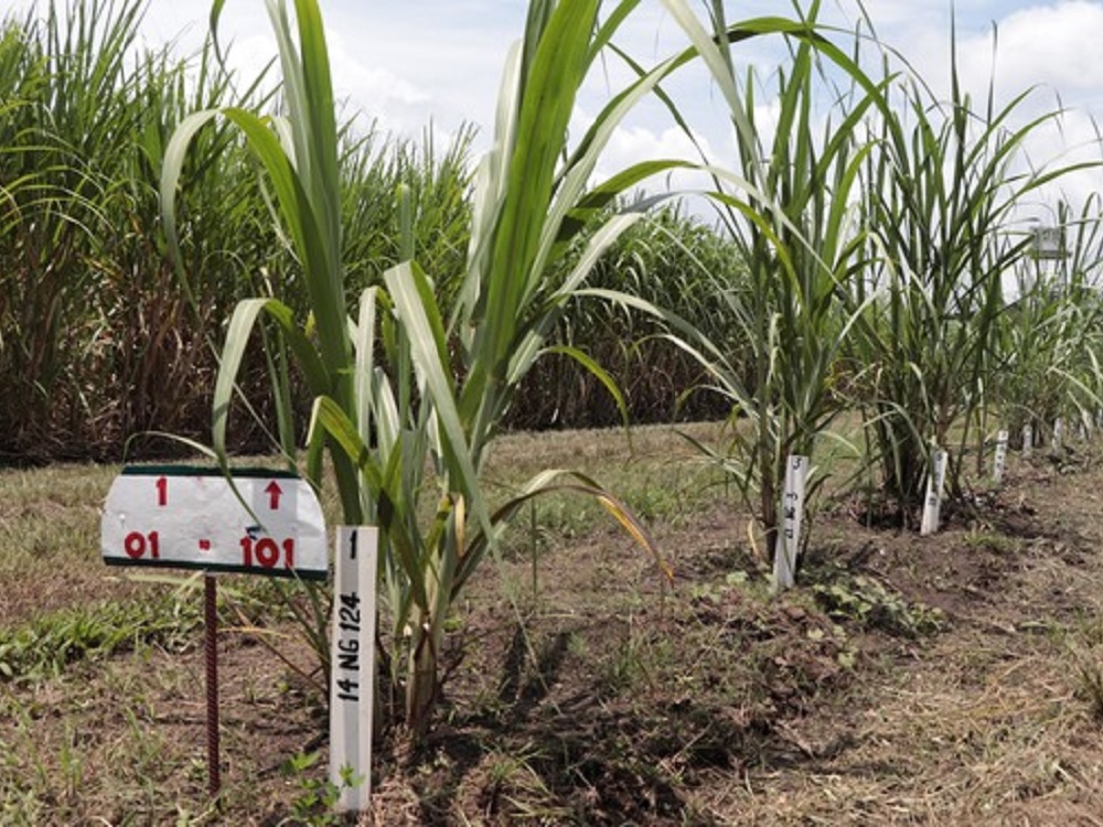 Fortalece México investigación y transferencia de tecnología en agroindustria de caña de azúcar
