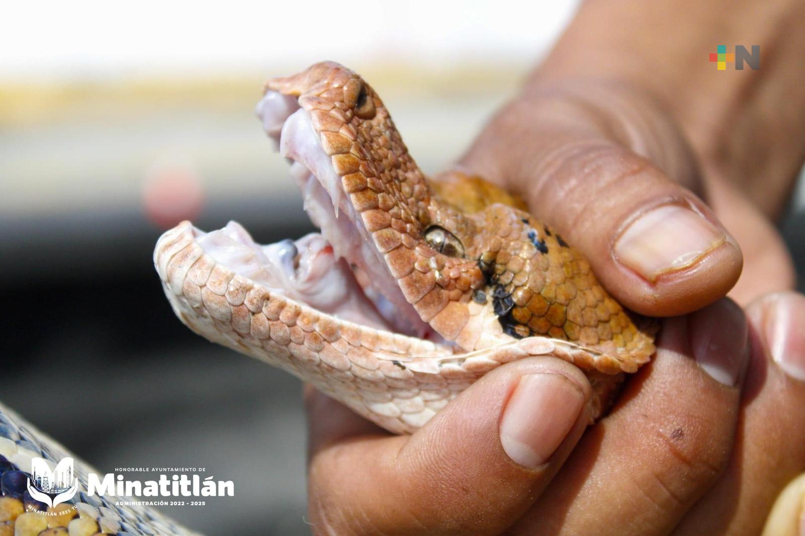 En Minatitlán capturan boa en puente El Jaguey