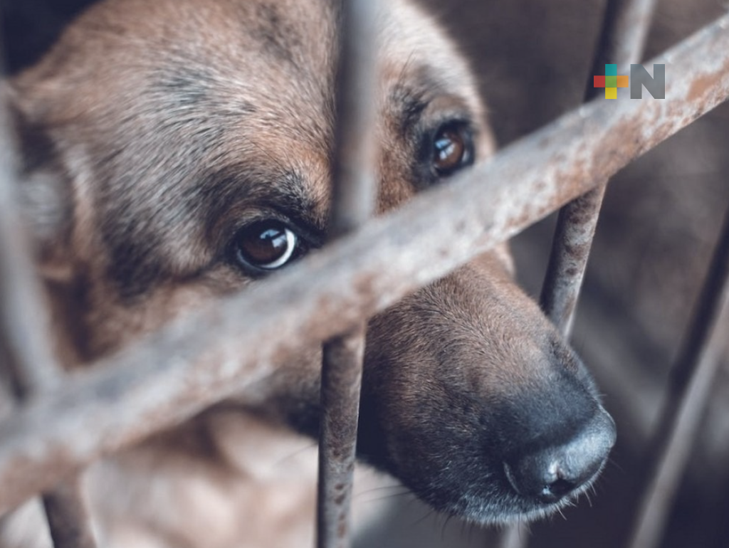 Canalizó C4 mil 243 reportes de maltrato o crueldad animal el año pasado