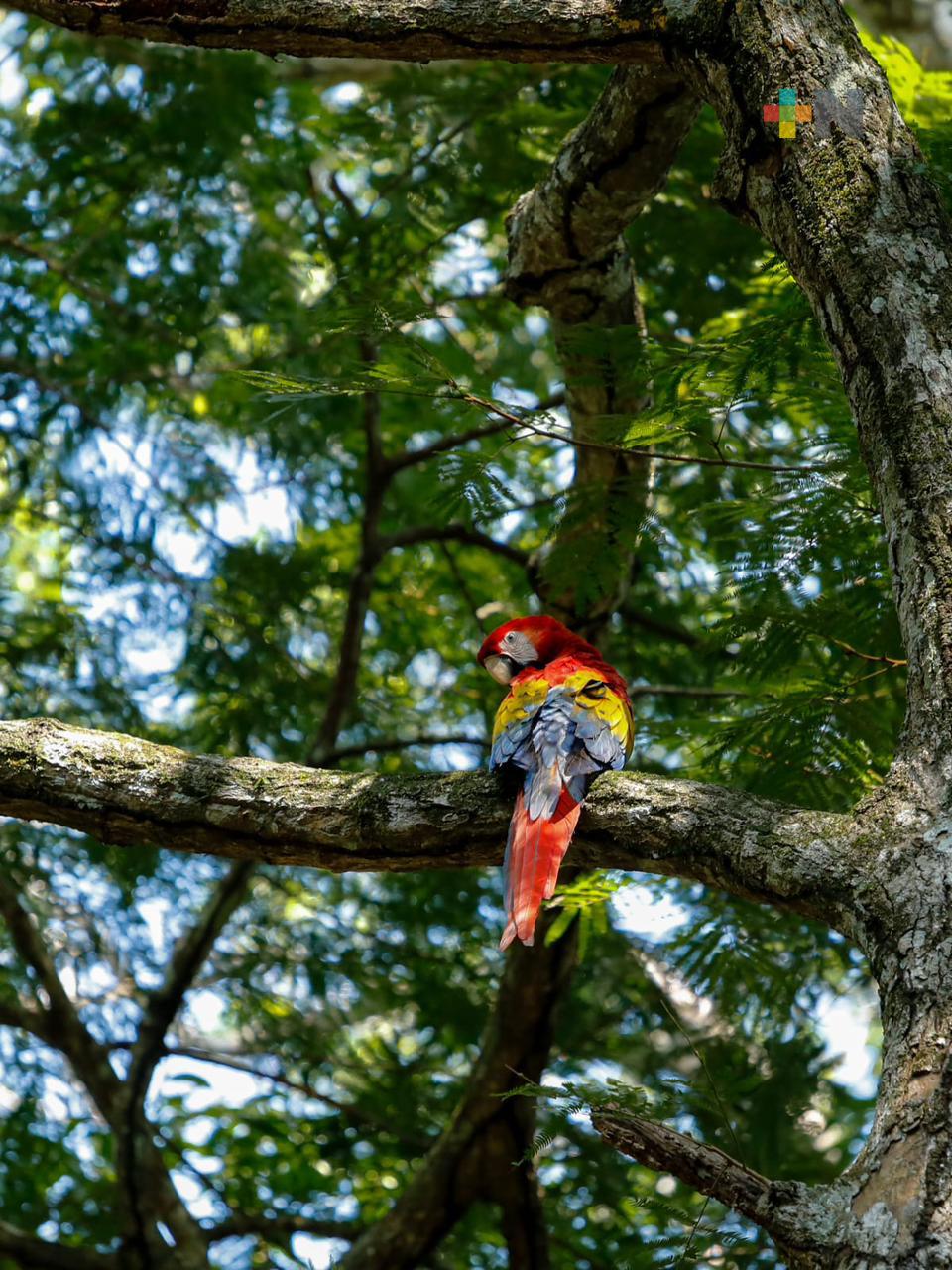 Supervisan liberación de guacamaya roja en Nanciyaga