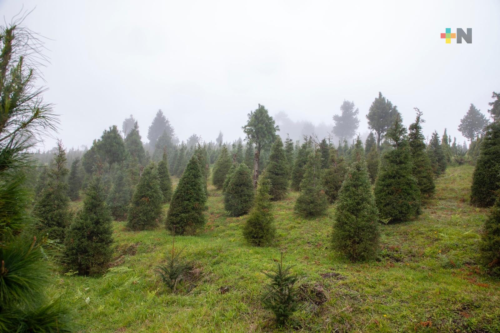 Invita Ayuntamiento a participar en campaña «Recicla tu Navidad»