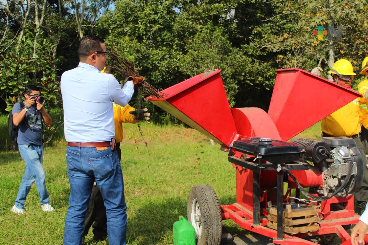 Tienes hasta el 11 de febrero para darle un segundo uso al árbol de Navidad: Sedema