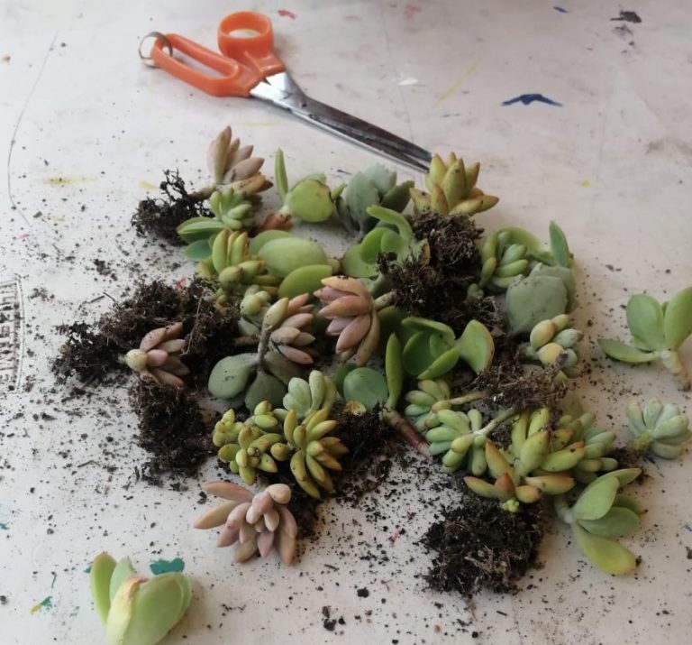 Presenta JEX el taller de educación ambiental “Eco-técnicas: Propagación de suculentas”