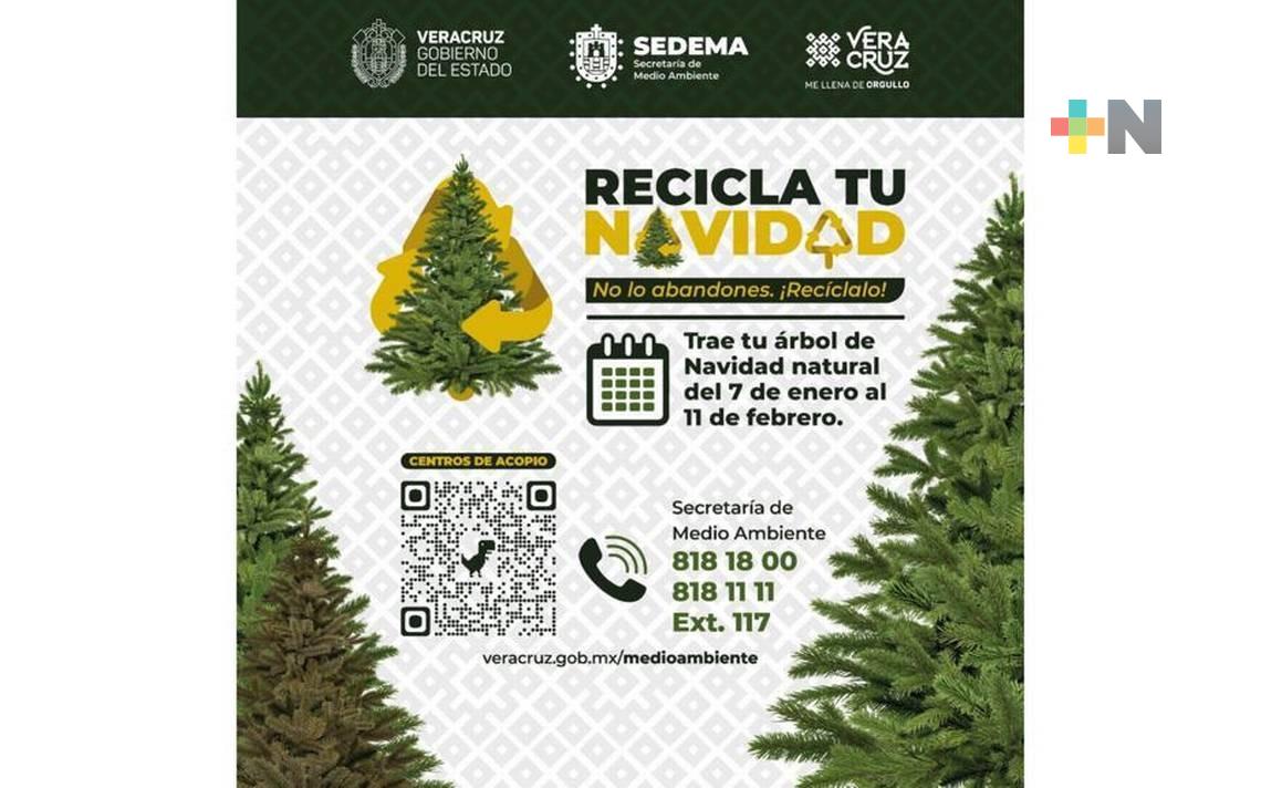 Colecta de árboles navideños continúa en Xalapa