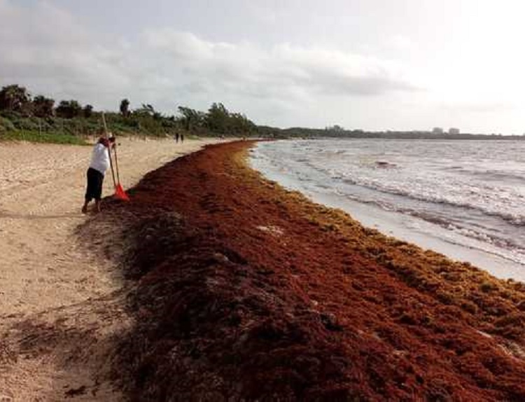 Estudios prevén menos sargazo en playas del Caribe mexicano este año: Inapesca