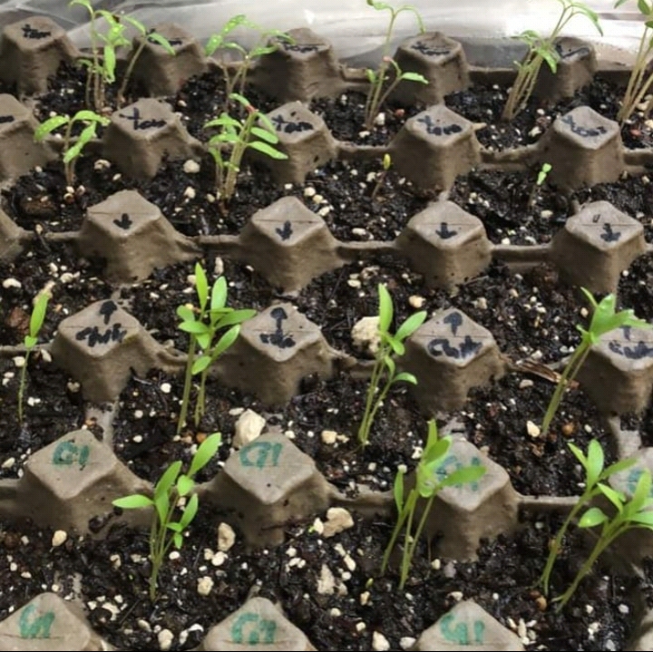 Presenta JEX el taller “Eco-técnicas: Semilleros”