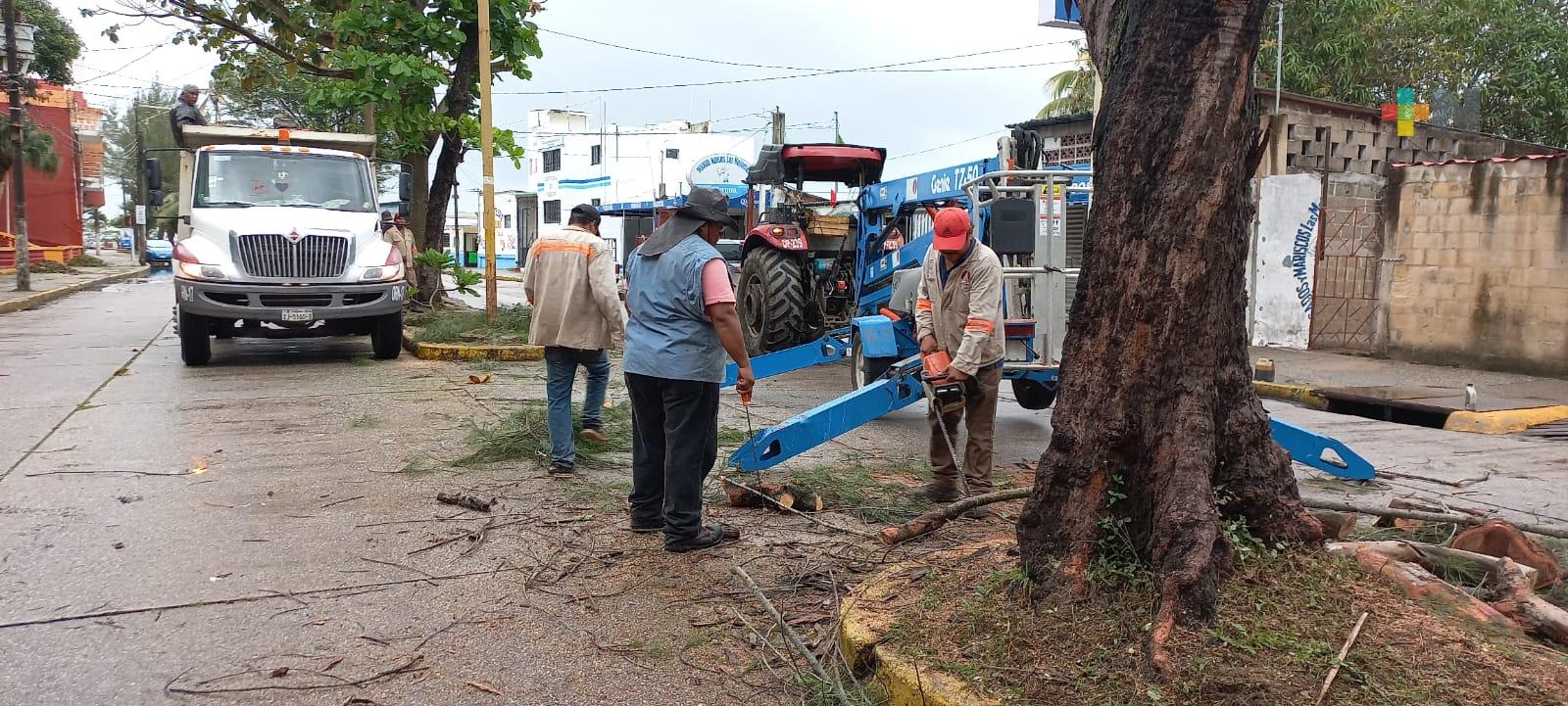 Inicia poda y retiro de árboles en antiguo malecón de Coatzacoalcos