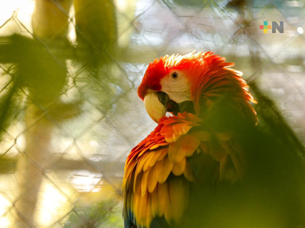 Buscan PMA y Reserva Ecológica de Nanciyaga establecer convenio para el rescate de la guacamaya roja