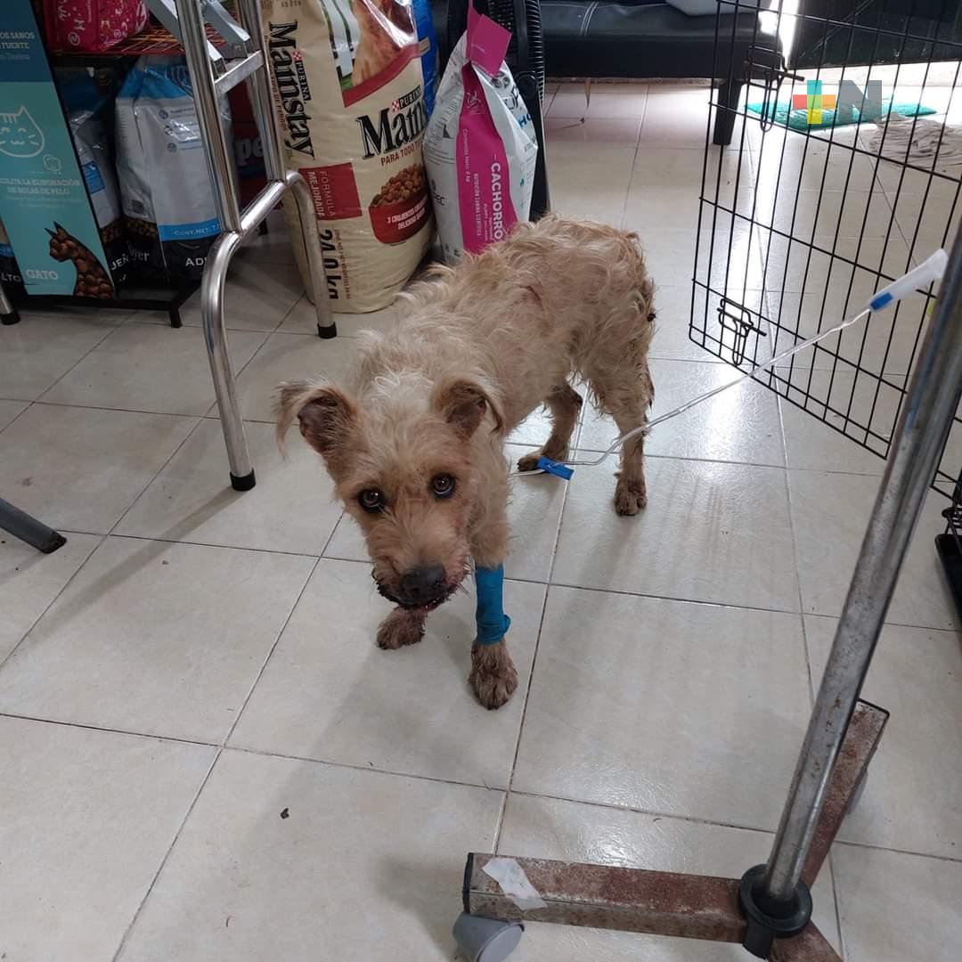 Ayudando Patitas organiza rifa en beneficio de perrita afectada por cohete