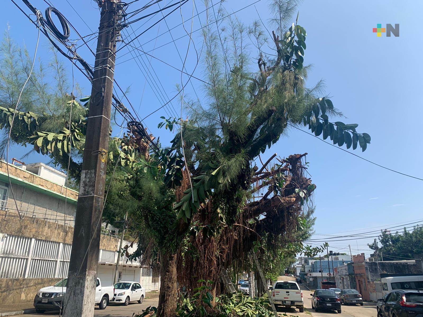 Continúa poda de arboles en centro de Coatzacoalcos