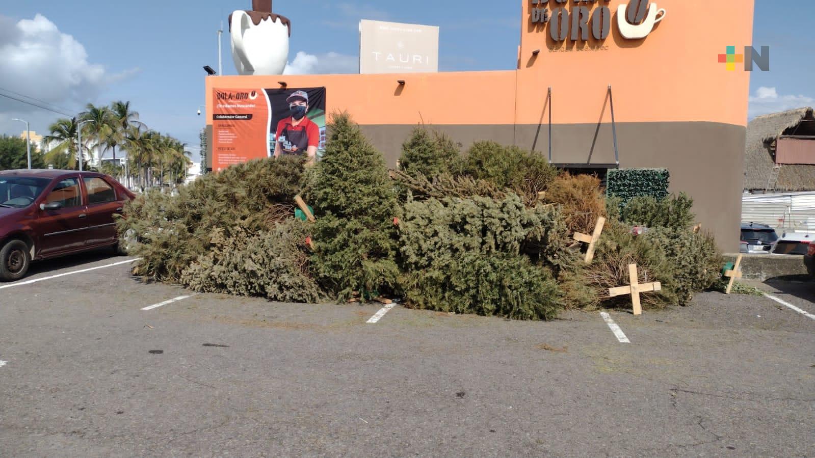 Instalan centro de acopio de arbolitos navideños en Boca del Río