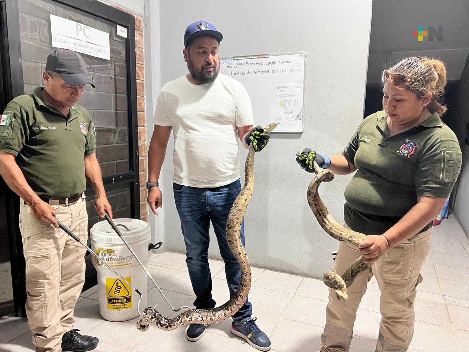 Capturan boas constrictoras en jardín de niños de Cosoleacaque