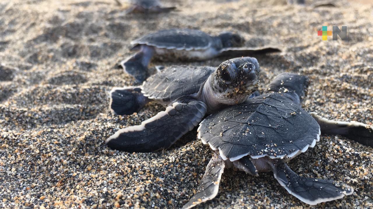 Inspeccionan campamento tortuguero «Guillermo Prieto» de Coatza