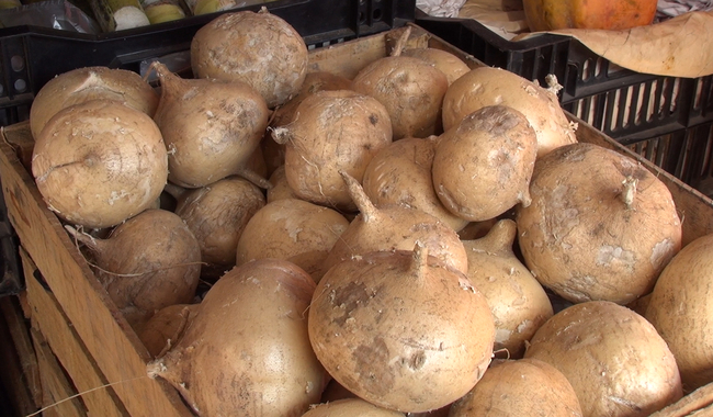 Comienza con buenas perspectivas cosecha de jícama en Veracruz