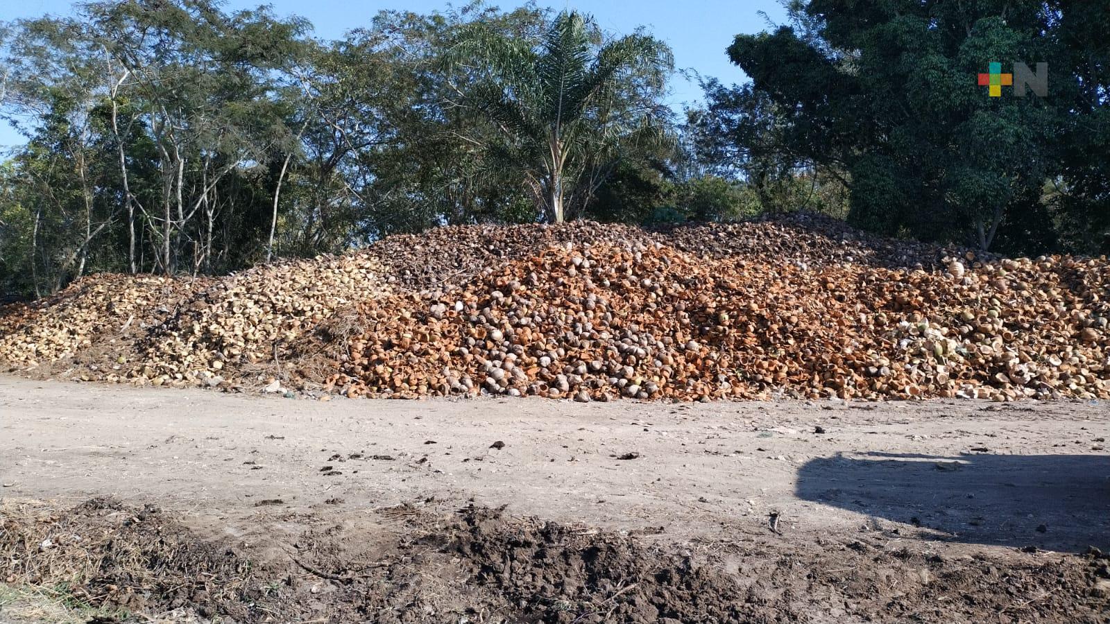 Procesan cáscara de coco en centro de compostaje municipal de Emiliano Zapata