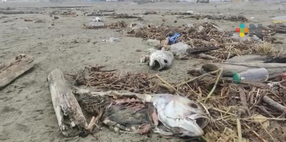 Aparecen decenas de peces muertos en playas de Coatzacoalcos