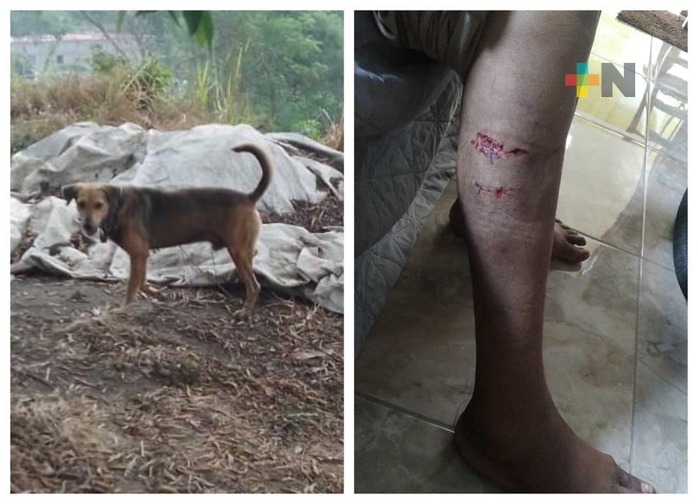 Piden atender caso de perro agresivo en Medellín; ha mordido a varias personas