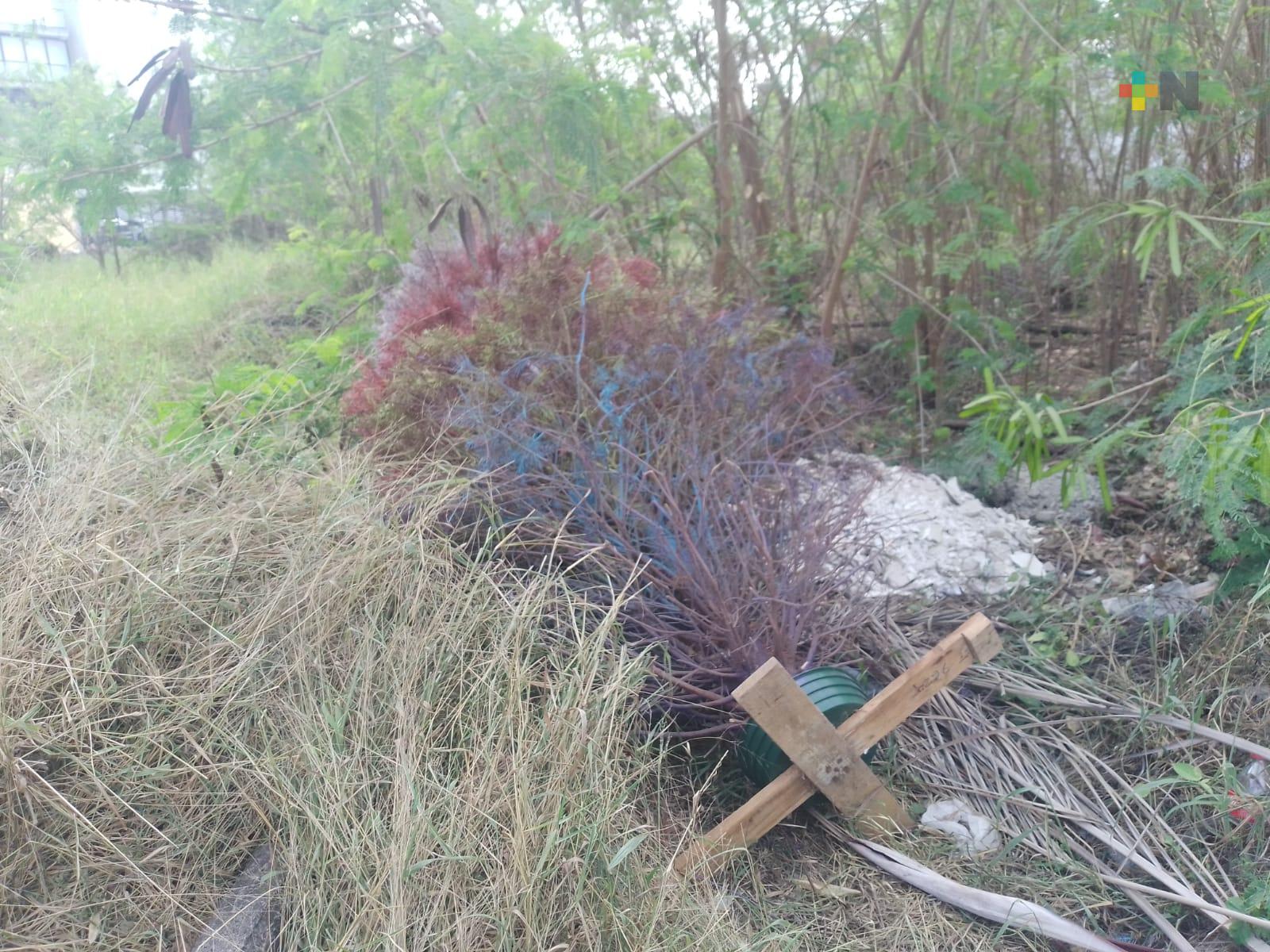 En terrenos baldíos, boqueños tiran árboles navideños