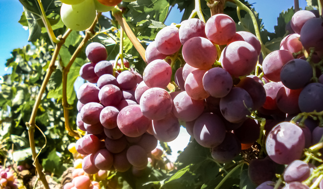 Industria de la viña y vino, motor de crecimiento y empleo para 15 entidades del país: Agricultura
