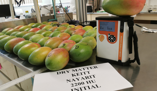 México entre los principales productores y exportadores de mango en el mundo