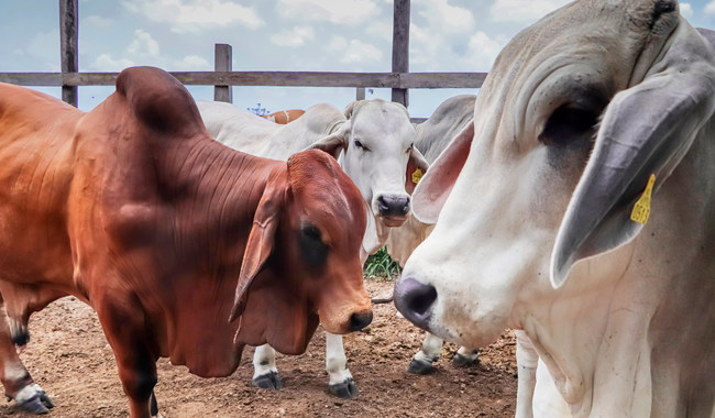 Disminuyeron en el país casos de rabia paralítica bovina