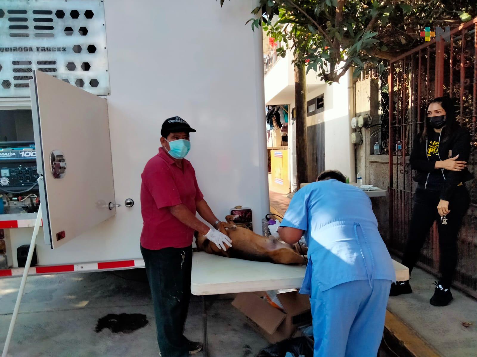 Realizan esterilizaciones gratuitas de perros y gatos en colonia de Xalapa