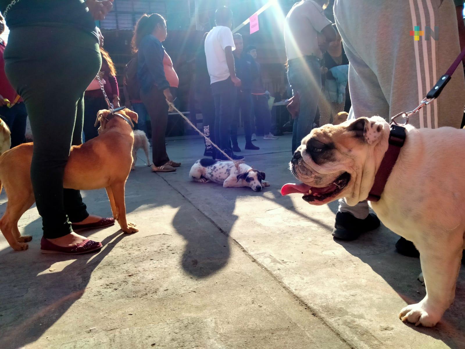 Se atenderán a 700 perros y gatos en jornada de esterilización de Coatzacoalcos