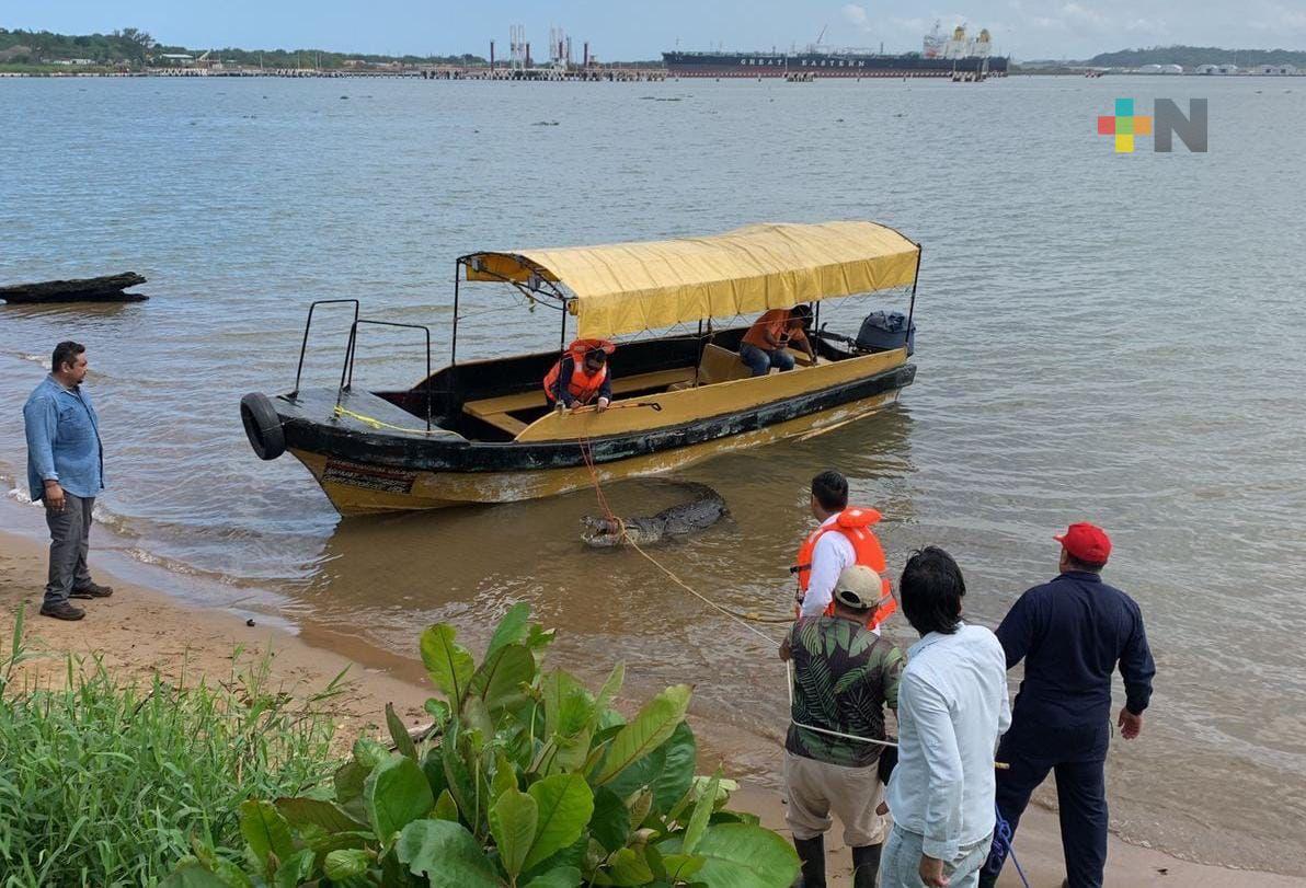 Capturan cocodrilo Moreletti y lo trasladan a parque ecológico de Coatzacoalcos