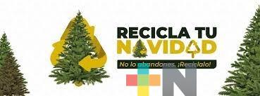 Aumentó la cantidad de pinos recuperados en programa «Recicla tu Navidad» de 2023