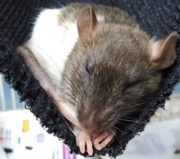 Continúa búsqueda de Scabbers, una rata mascota