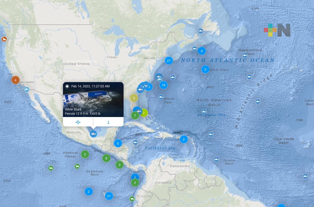 Presencia de tiburón blanco en costa señala necesidad de políticas de protección