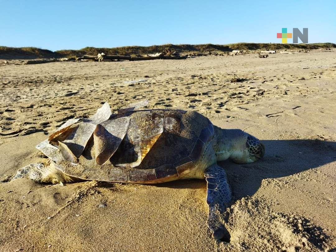 Encuentran muerta a tortuga de la especie verde en playa de Coatzacoalcos