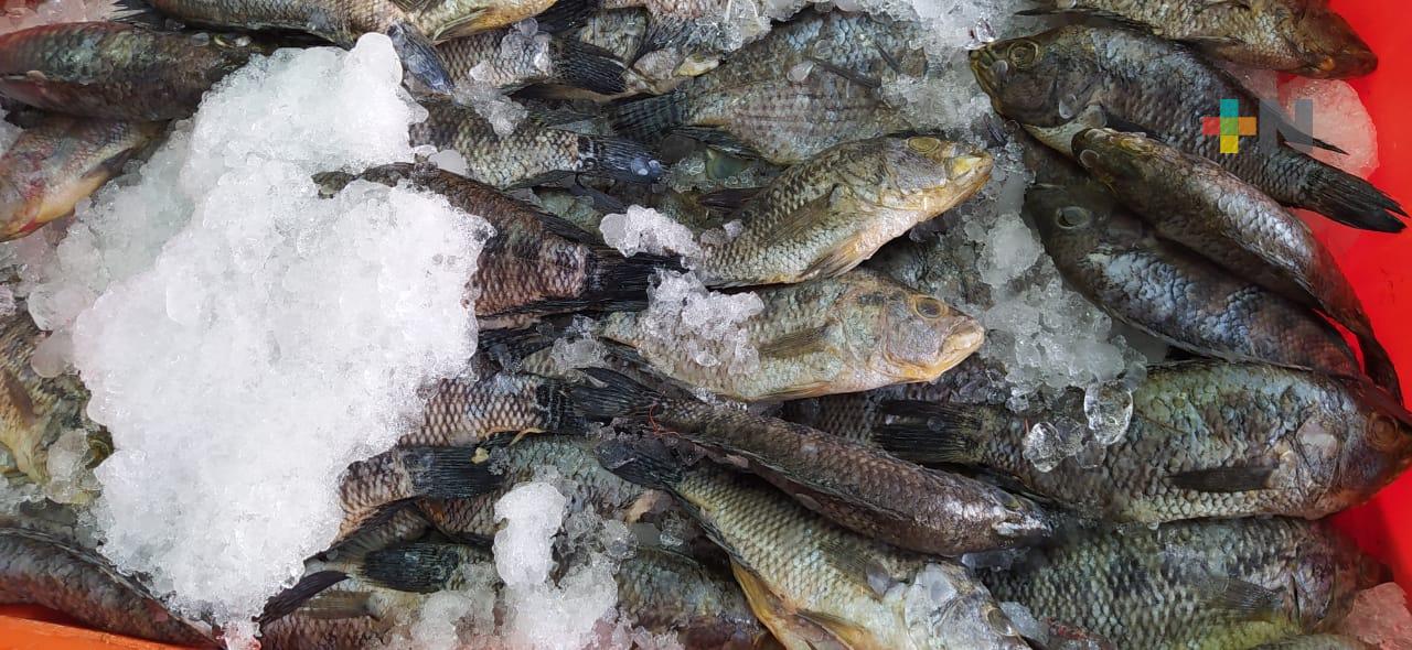 Comerciantes de pescado y camarón no ven subir ventas con el inicio de Cuaresma