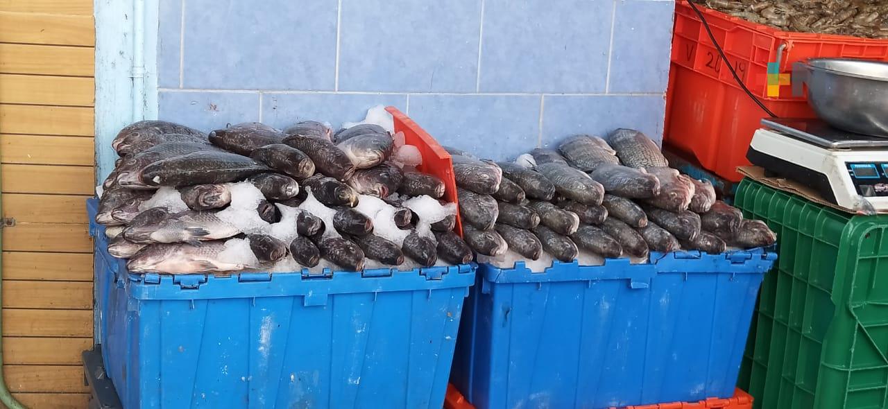 Recomienda Profeco consumir en esta temporada pescados Cintilla y Lisa