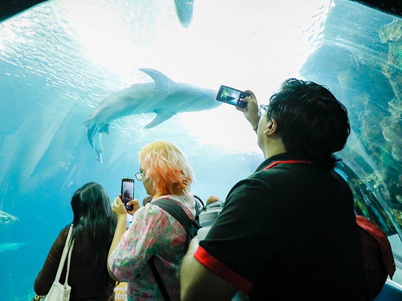 Casi 7 mil personas visitaron el Aquarium de Veracruz en segundo martes gratuito del año