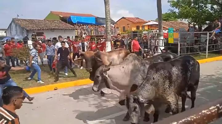 Este 1 de febrero llevaron a cabo el tradicional embalse y suelta de toros en Tlacotalpan