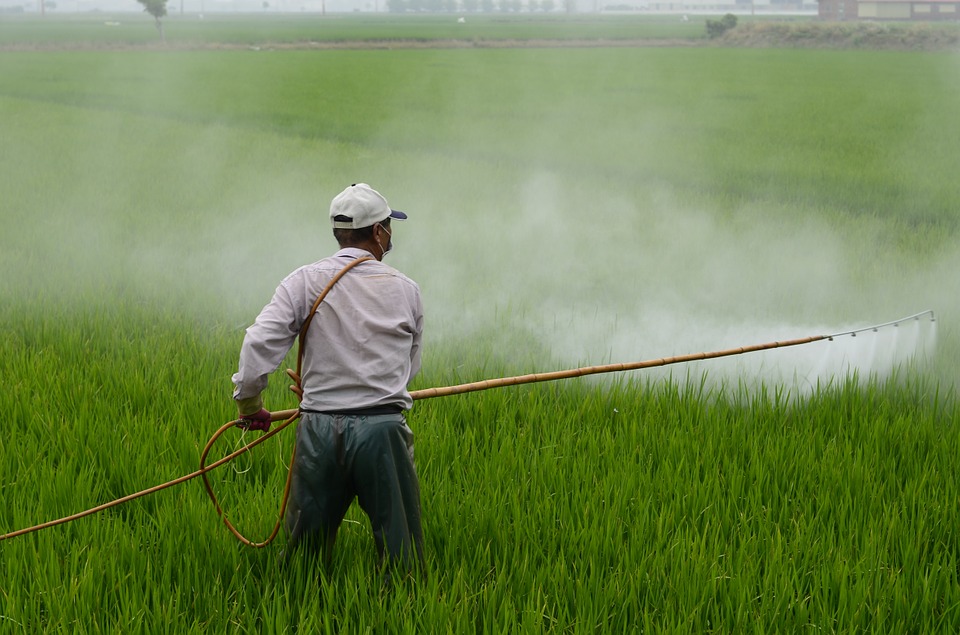 Semarnat seguirá trabajando en apego al nuevo Decreto en materia de glifosato y transgénicos