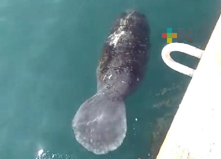 Captan a manatí deambulando en zona muelles del puerto de Veracruz