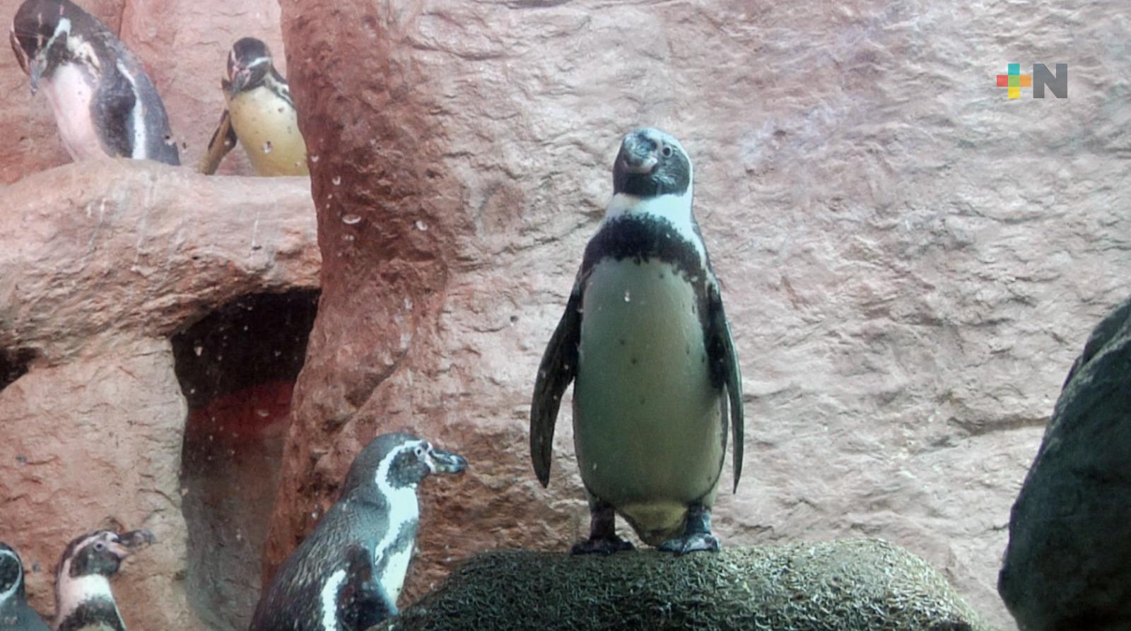 Pingüinos, un ejemplo de fidelidad