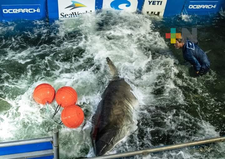 Identifican especie de tiburón blanco cerca de playas de Veracruz