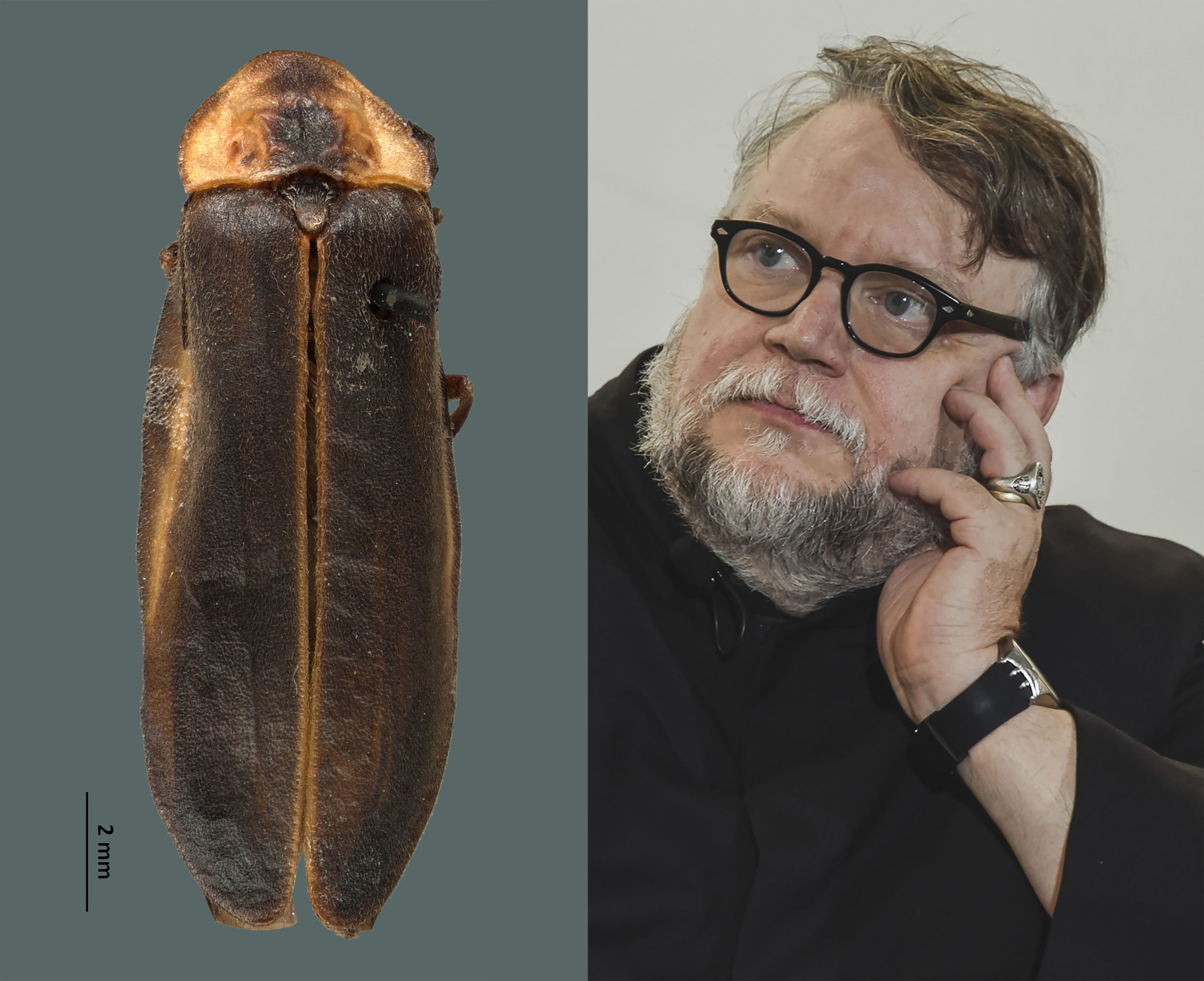 Brilla el nombre del cineasta mexicano Guillermo del Toro, en nueva especie de luciérnaga