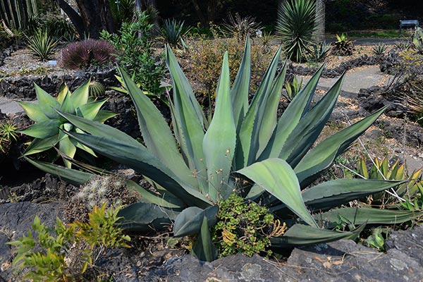 Pulque, más que una bebida alcohólica